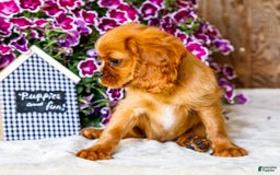 Cavalier King Charles Spaniel dogs for sale: Nicky - Image 12