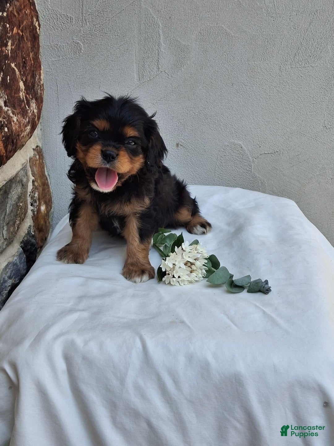 Cavalier King Charles Spaniel dogs for sale: Sprinkles - Image 7