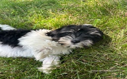 Havanese dogs for sale: Trixie - Image 2