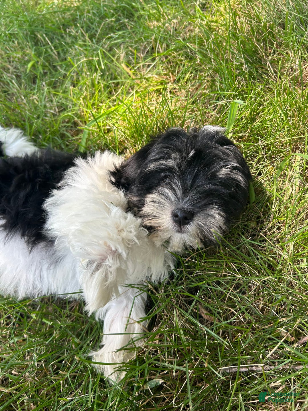 Havanese dogs for sale: Trixie - Image 2