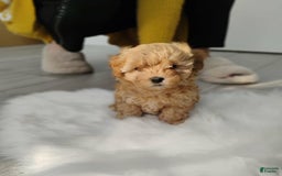 Maltipoo dogs for sale: Adriana - Image 3