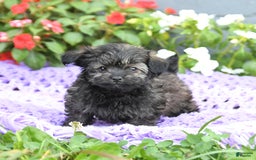 Chipoo dogs for sale: Wags - Image 3