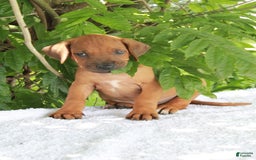 Rhodesian Ridgeback dogs for sale: Greg - Image 5