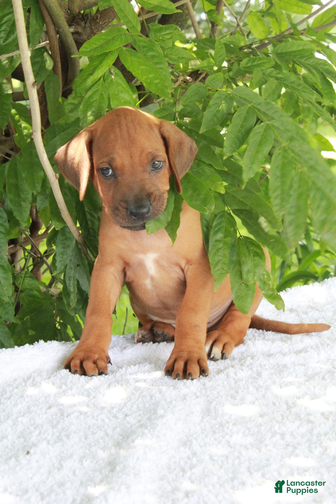 Rhodesian Ridgeback dogs for sale: Greg - Image 5