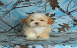 Shih Tzu dogs for sale: River - Image 4