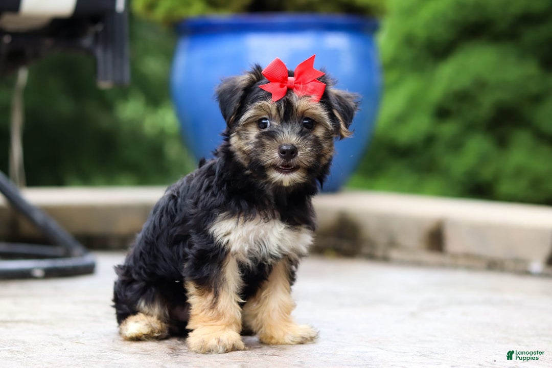 Morkie dogs for sale: Janis - Image 9