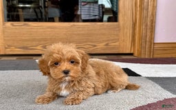 Maltipoo dogs for sale: Tanner - Image 5