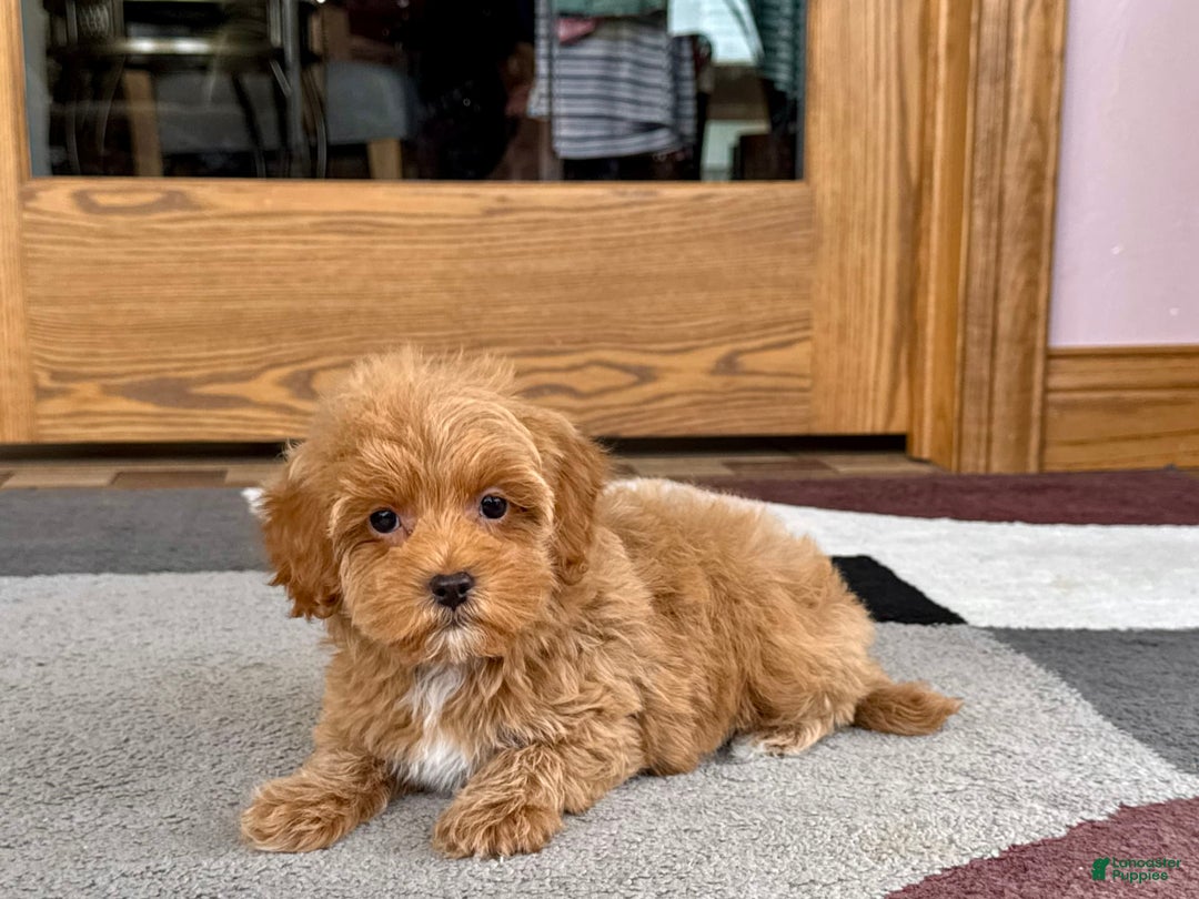 Maltipoo dogs for sale: Tanner - Image 5