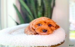 Cavapoo dogs for sale: Isaiah - Image 11