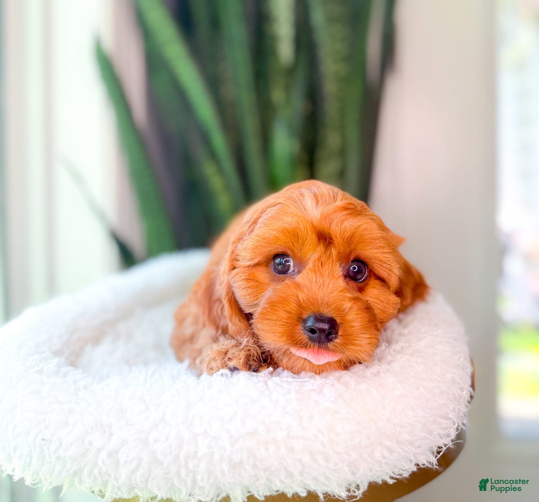 Cavapoo dogs for sale: Isaiah - Image 11