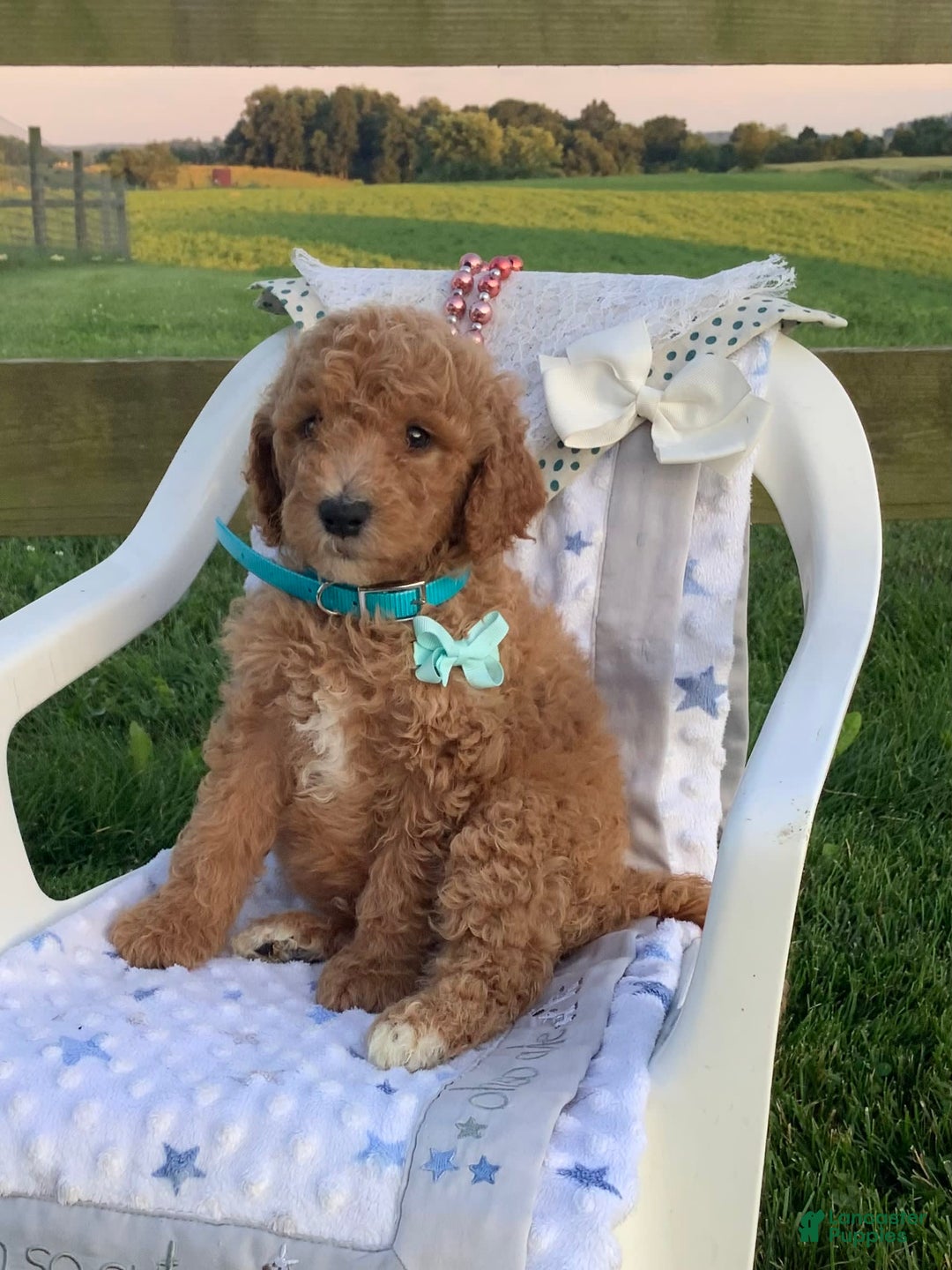 Goldendoodle dogs for sale: Kobe F2b - Image 25