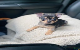 Chihuahua dogs for sale: Benny - Image 8