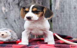 Beagle dogs for sale: Kit Kat - Image 5