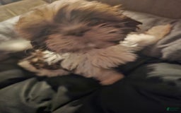 Shih Tzu dogs for sale: Not Named - Image 10