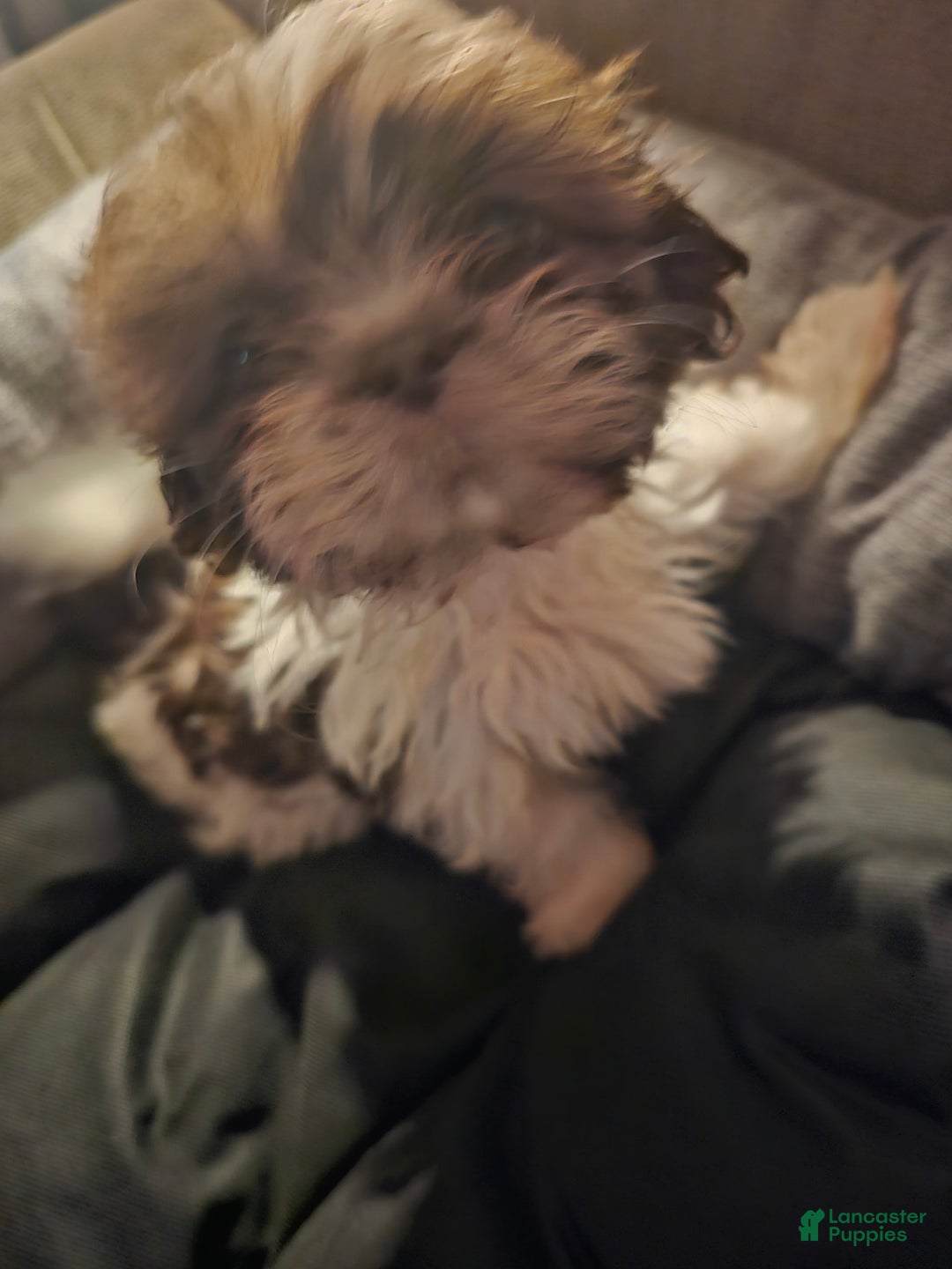 Shih Tzu dogs for sale: Not Named - Image 10