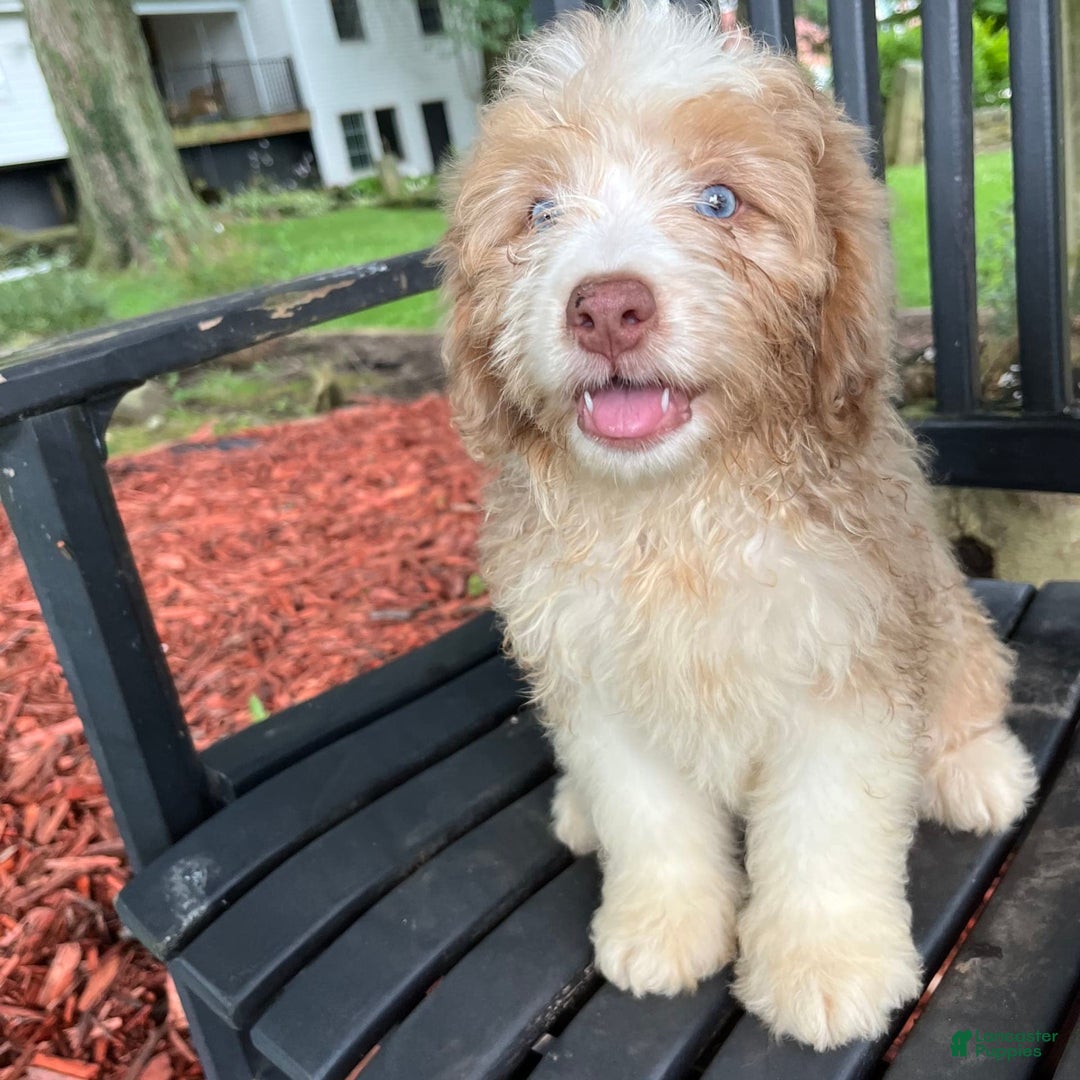 Mini Aussiedoodle dogs for sale: Sunny - Image 27