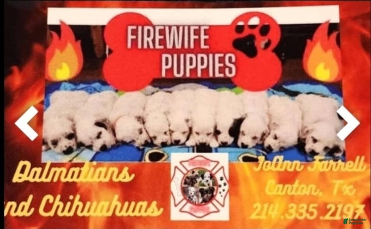 Dalmatian dogs for sale - Ad 2