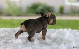 French Bulldog dogs for sale: Leo - Image 6