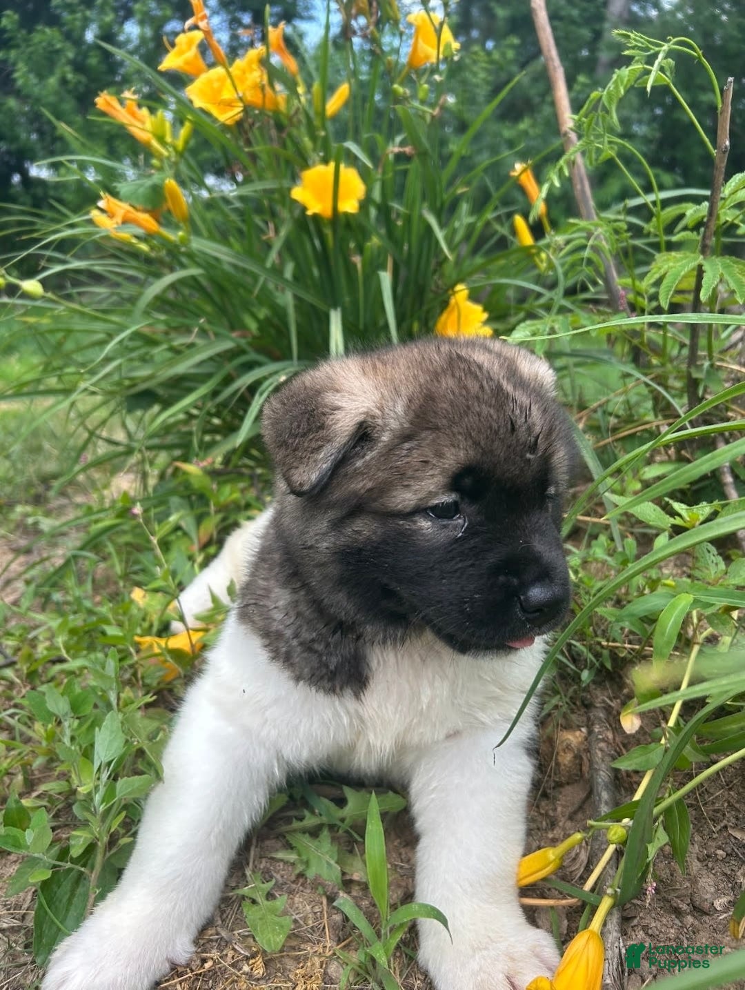 Akita dogs for sale: Akita 5 puppies - Image 1