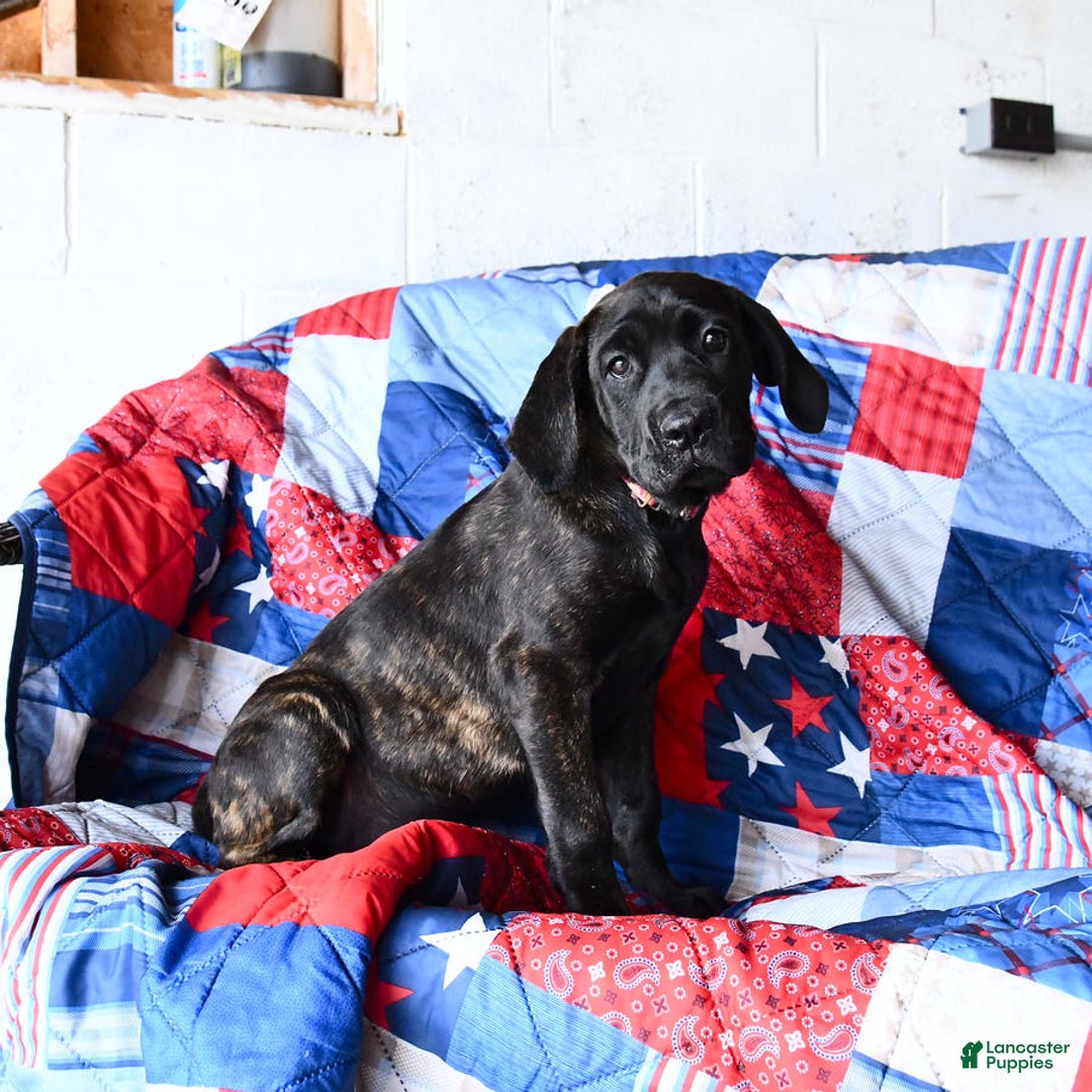 Cane Corso dogs for sale: Mia - Image 5
