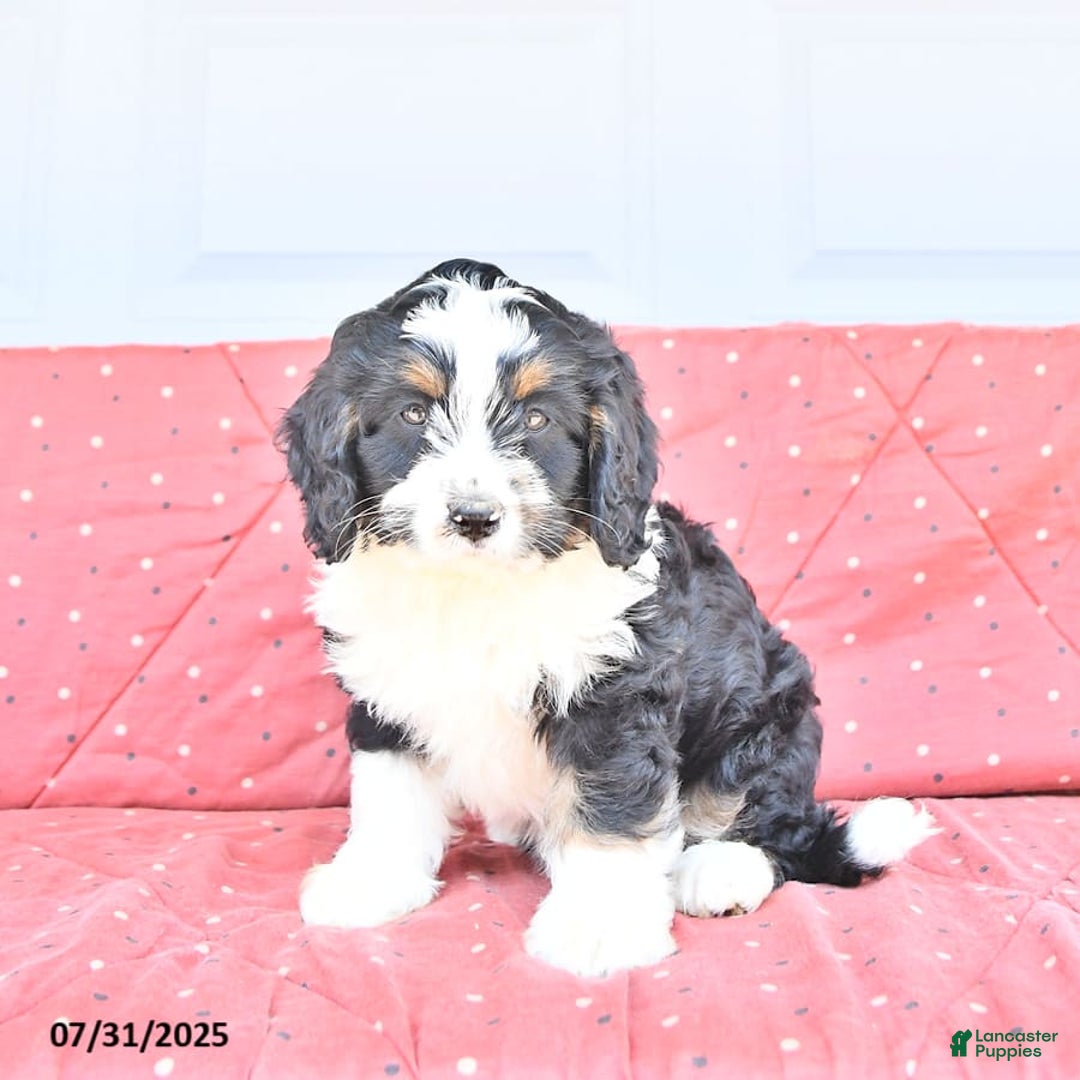 Miniature Bernese Mountain Dog dogs for sale: Ted - Image 5