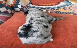 Miniature Australian Shepherd dogs for sale: Riggs - Image 6