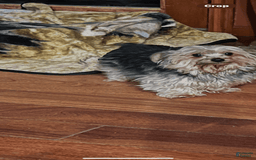 Yorkshire Terrier dogs for sale: Prissy - Image 3