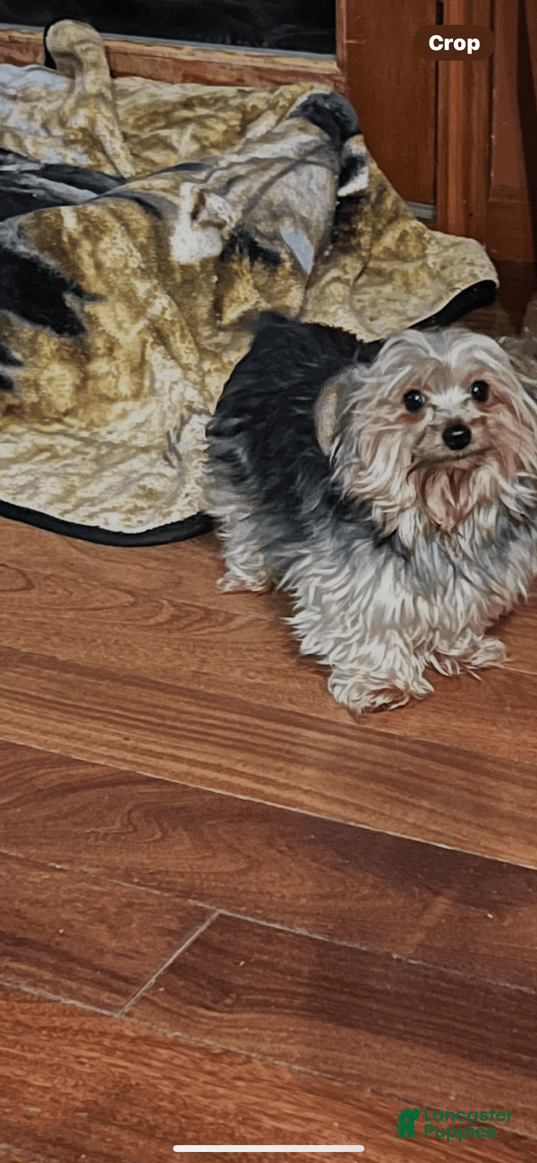 Yorkshire Terrier dogs for sale: Prissy - Image 3