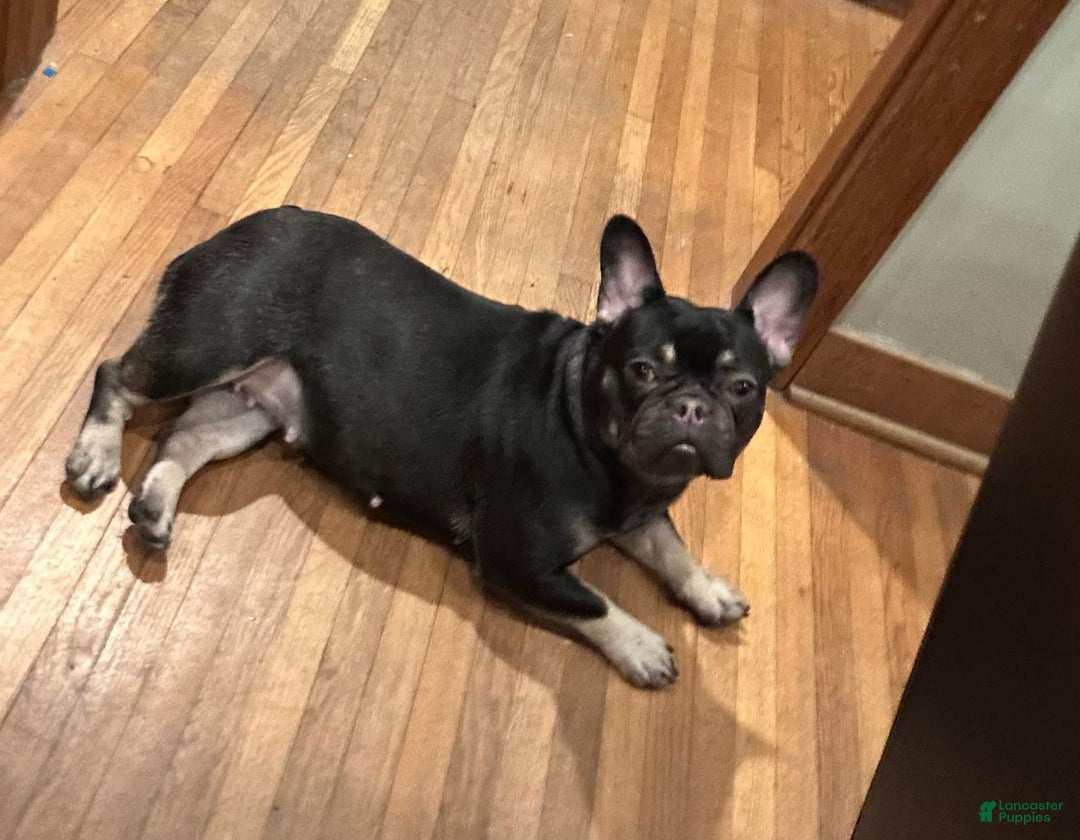 French Bulldog dogs for sale: Lilac and tan - Image 3