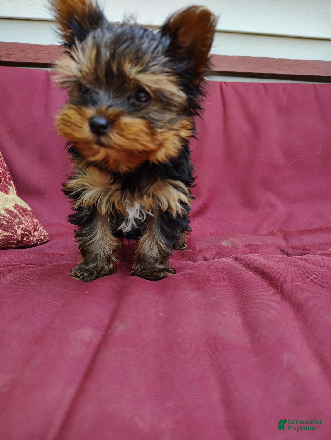 Yorkshire Terrier dogs for sale: Gene - Image 7