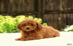 Toy Poodle dogs for sale: Toy Poodle 3 puppies - Image 4