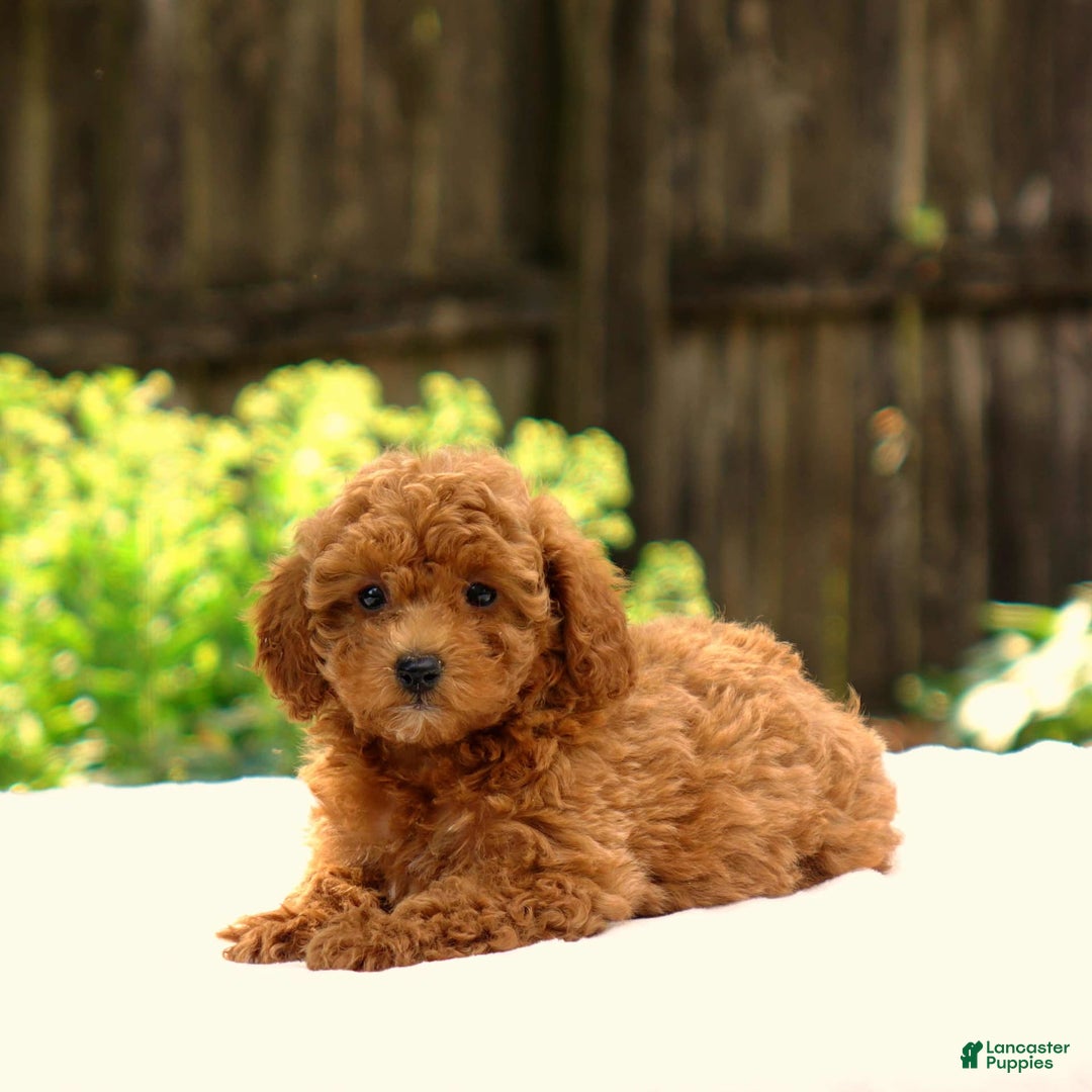 Toy Poodle dogs for sale: Toy Poodle 3 puppies - Image 4