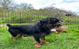Brussels Griffon dogs for sale: Gilbert - Image 8