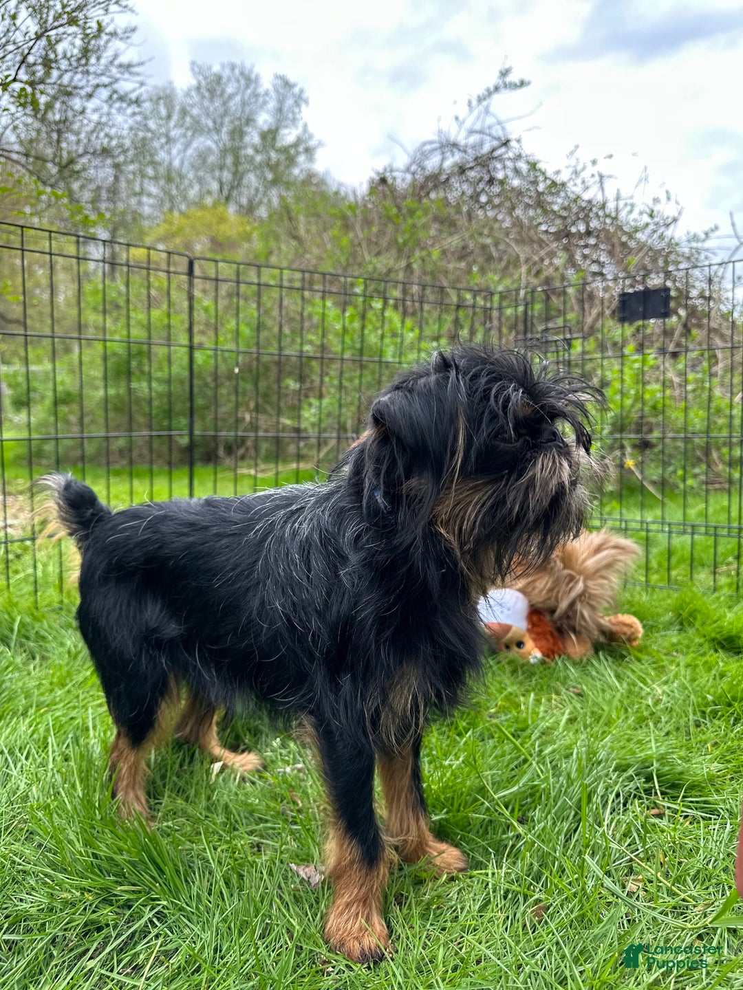 Brussels Griffon dogs for sale: Gilbert - Image 8