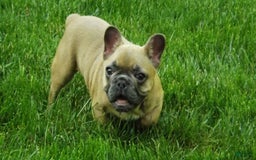 French Bulldog dogs for sale: Buddy - Image 5