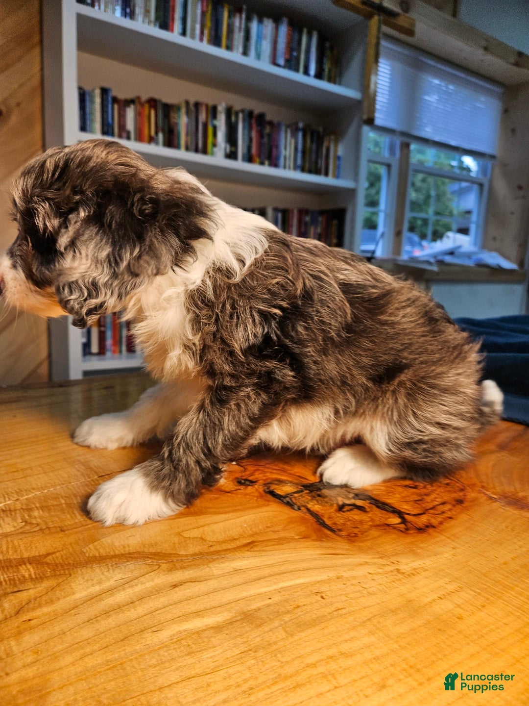 Portuguese Water Dog dogs for sale: Harry - Image 6