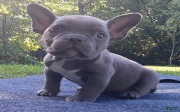 American Bully dogs for sale: Bluey - Image 1