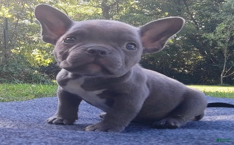 American Bully dogs for sale - Ad 1