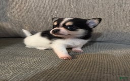 Pomchi dogs for sale: Pomchi 2 puppies - Image 2