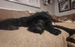 Labradoodle dogs for sale: Ruby - Image 10