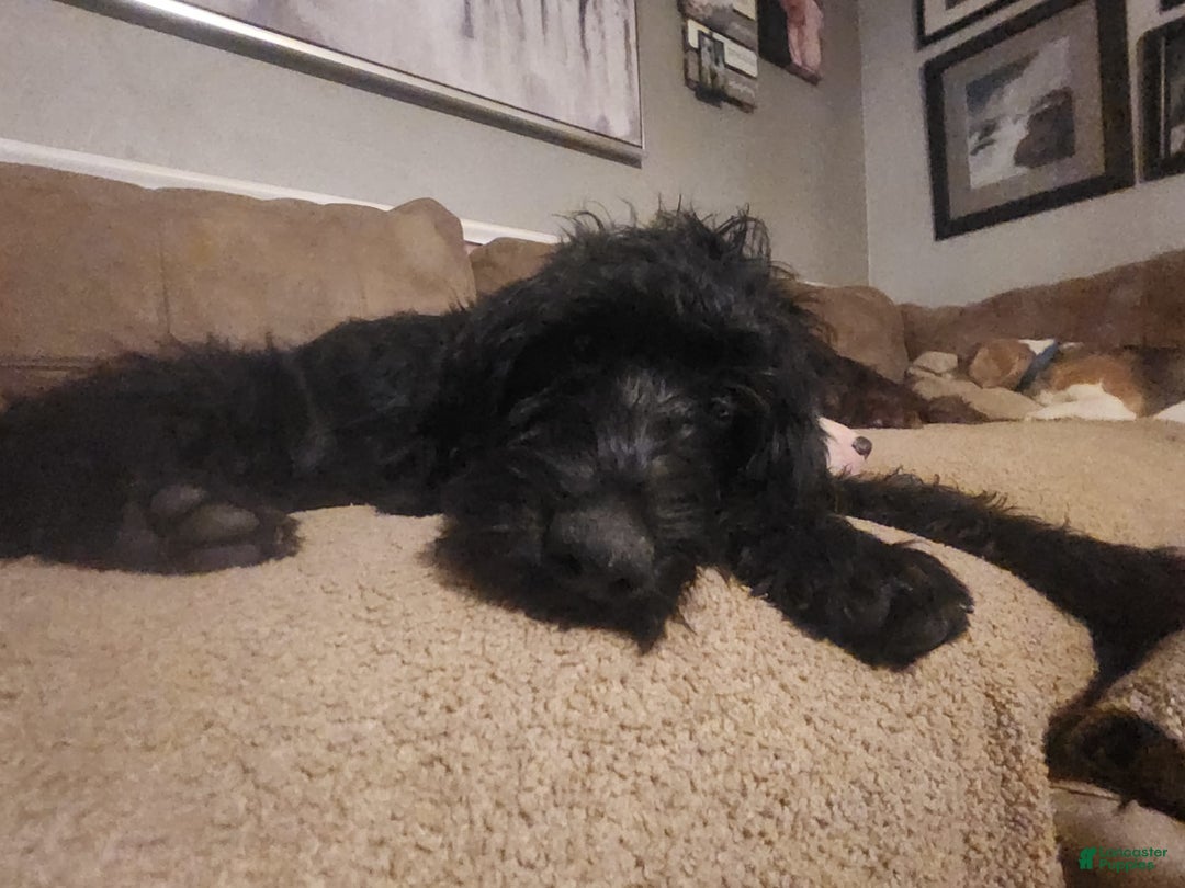 Labradoodle dogs for sale: Ruby - Image 10