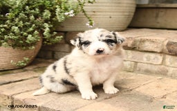 Border Collie dogs for sale: Max - Image 1