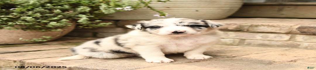 Max