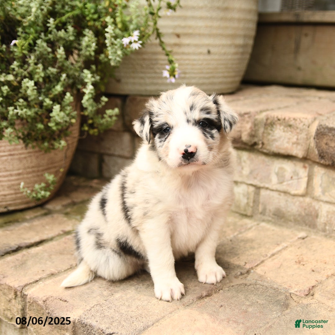 Border Collie dogs for sale: Max - Image 1