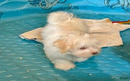 Havanese dogs for sale: Helen - Image 7