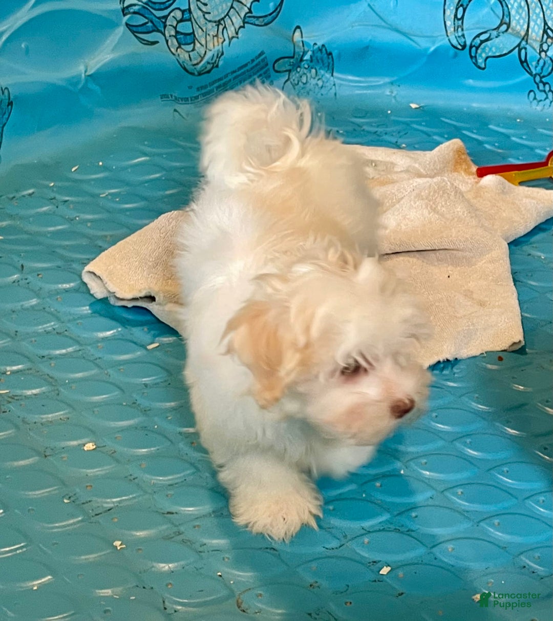 Havanese dogs for sale: Helen - Image 7