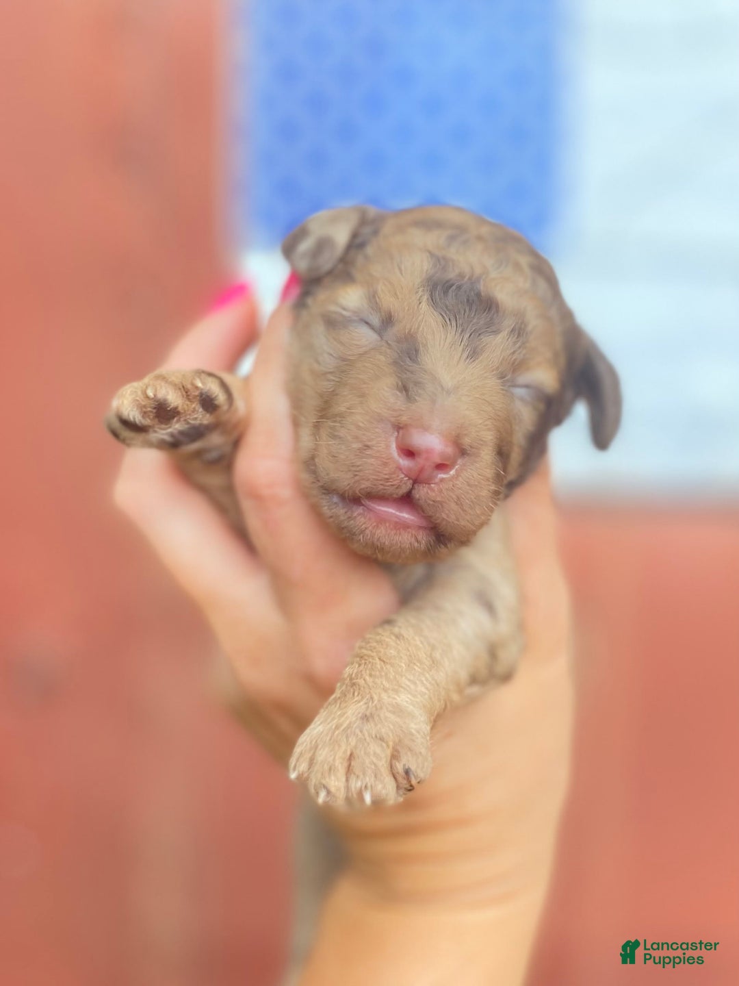 Goldendoodle dogs for sale: Goldendoodle 5 puppies - Image 17
