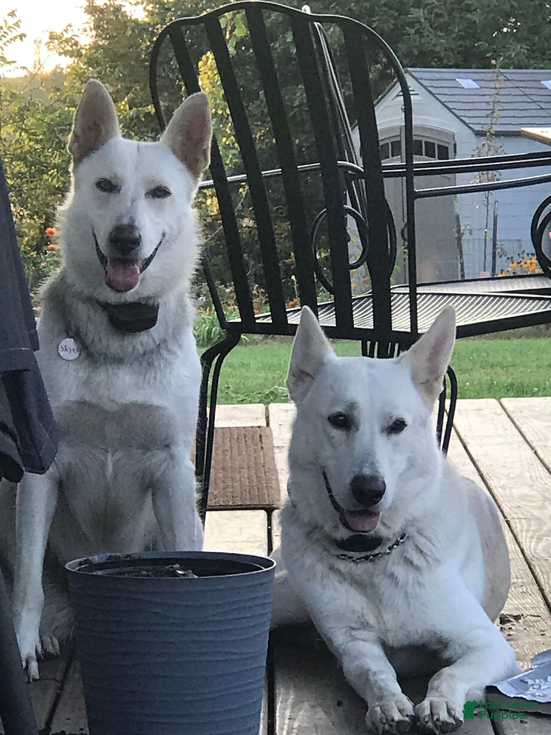 German Shepherd dogs for sale: Lobo - Image 2