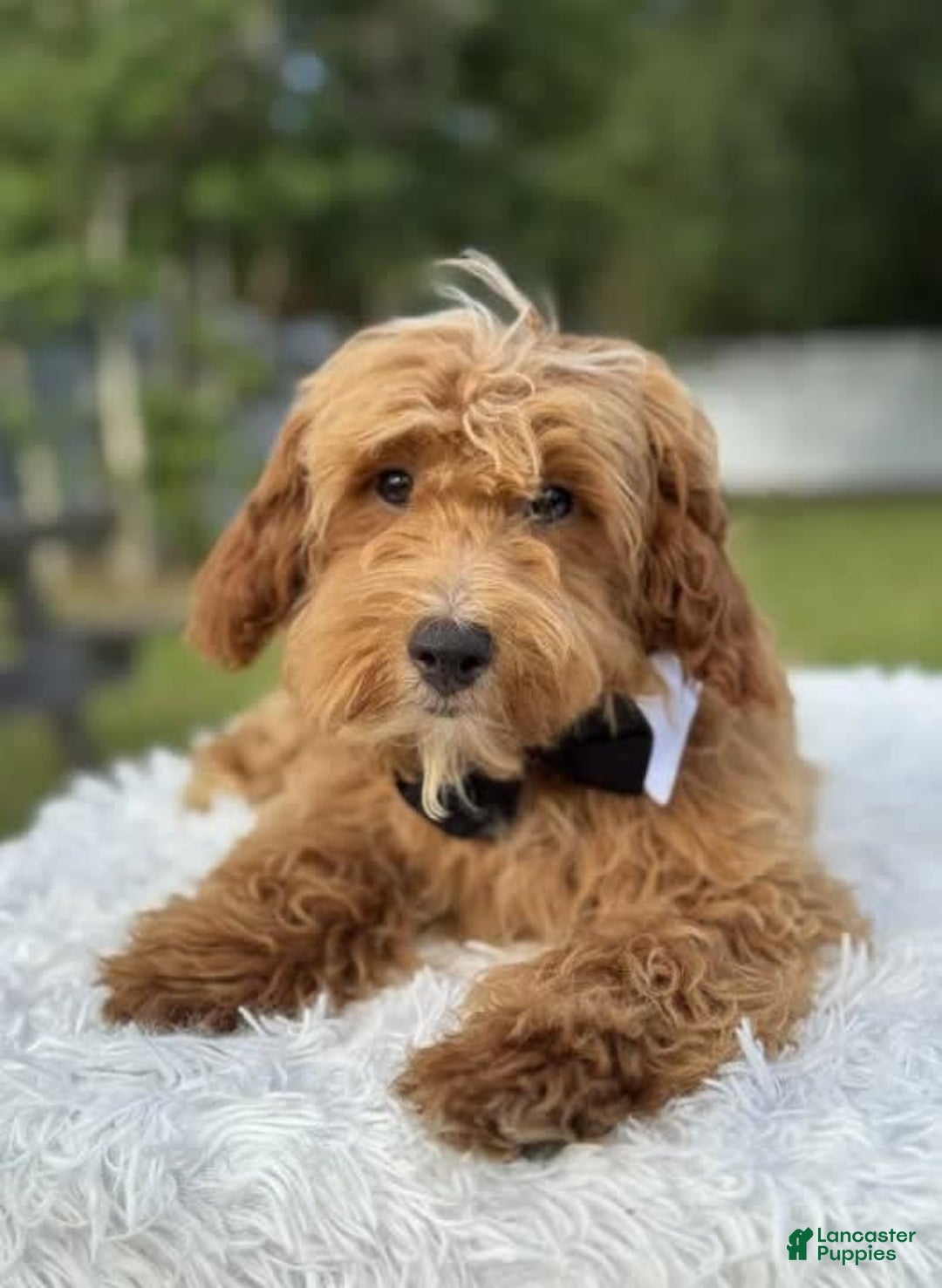 Mini Goldendoodle dogs for sale: Waffles - Image 9