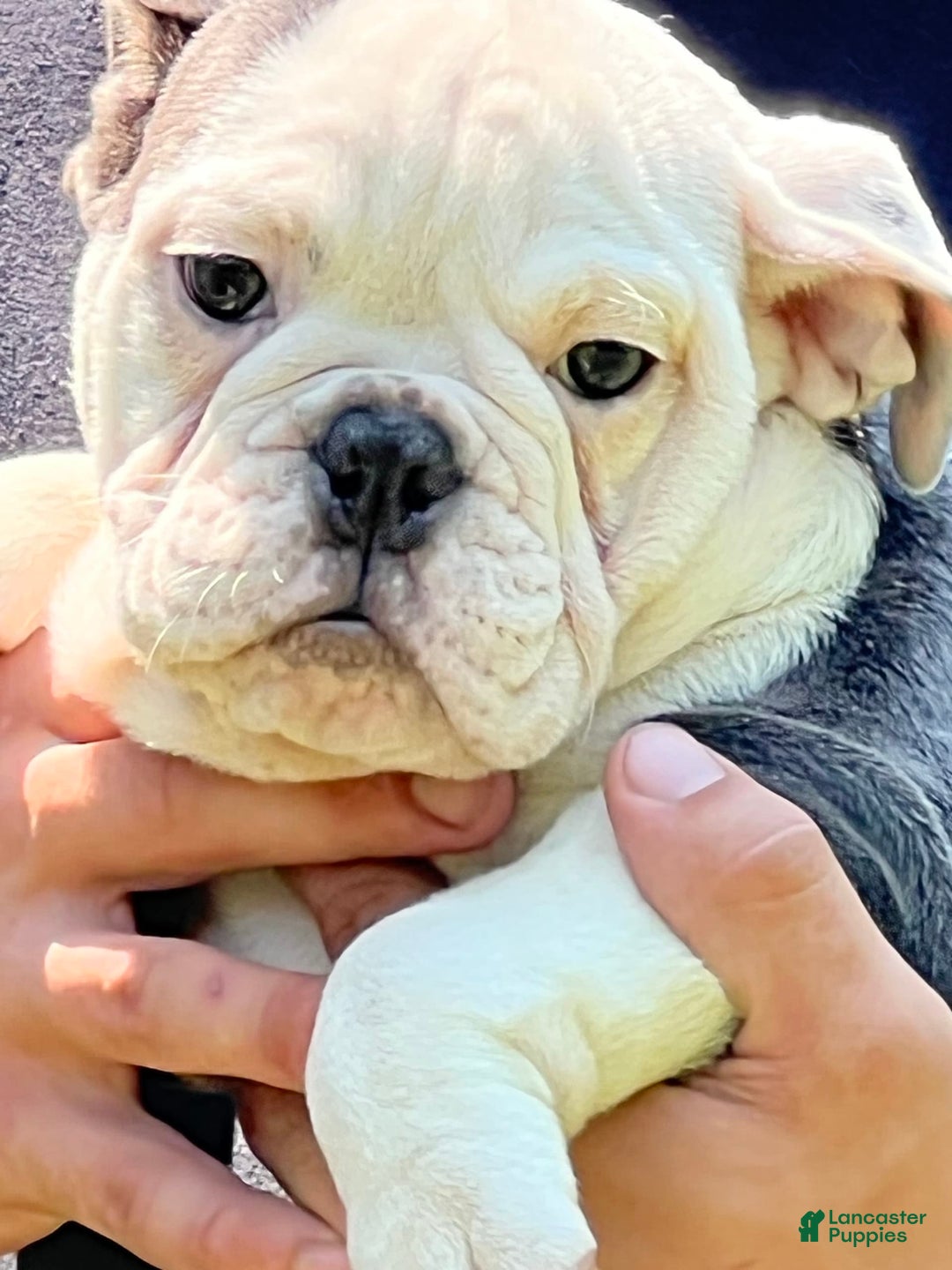English Bulldog dogs for stud: Jenny - Image 3